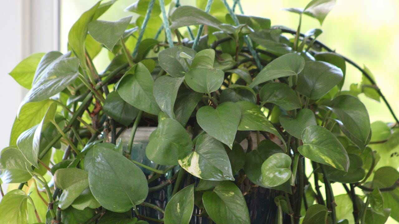 bushy hanging pothos plant