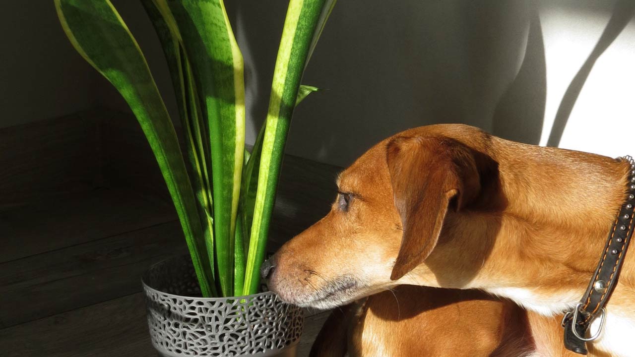 Snake plant dangerous to hot sale dogs