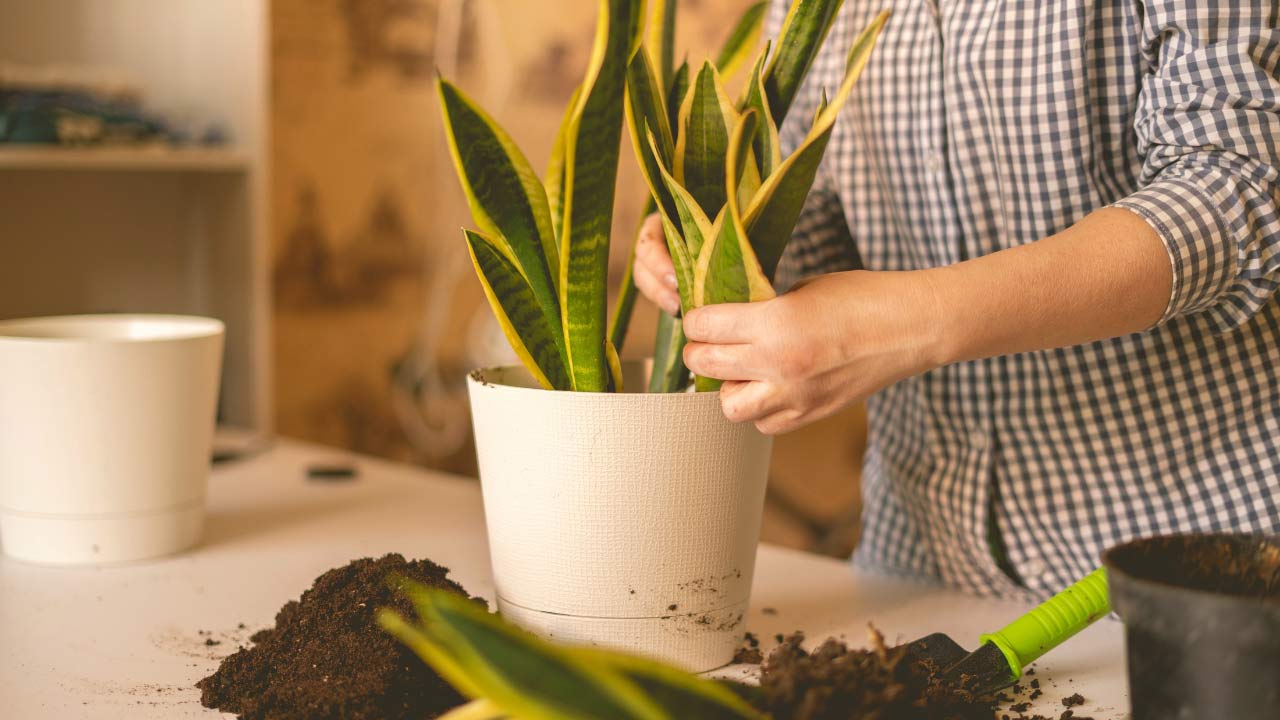 making the best snake plant soil and placing it in a pot