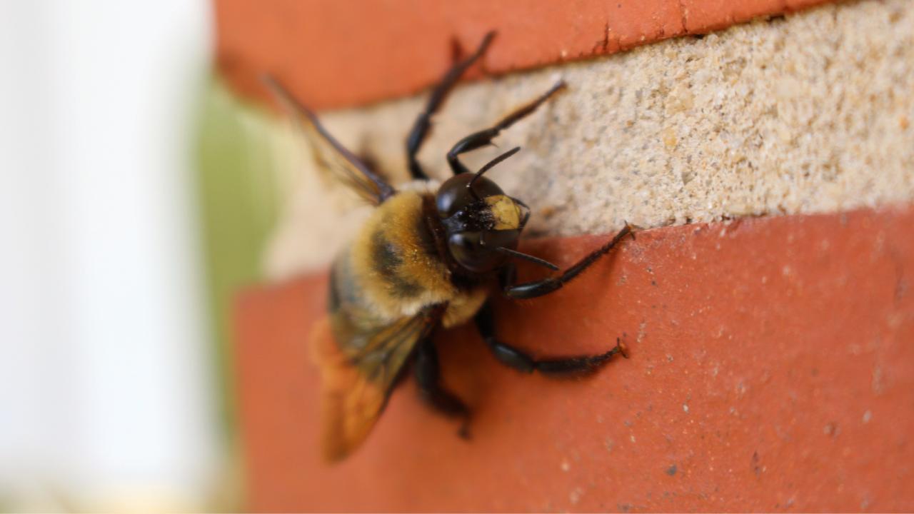 bee on brick