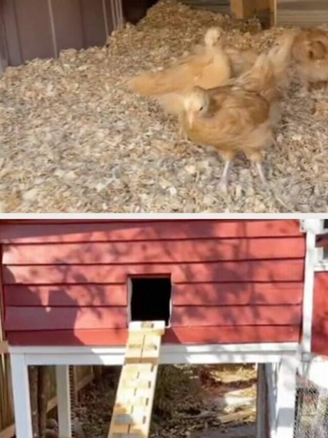 When Life Gives You Leaning Fences, Build a Chicken Paradise! How This ...