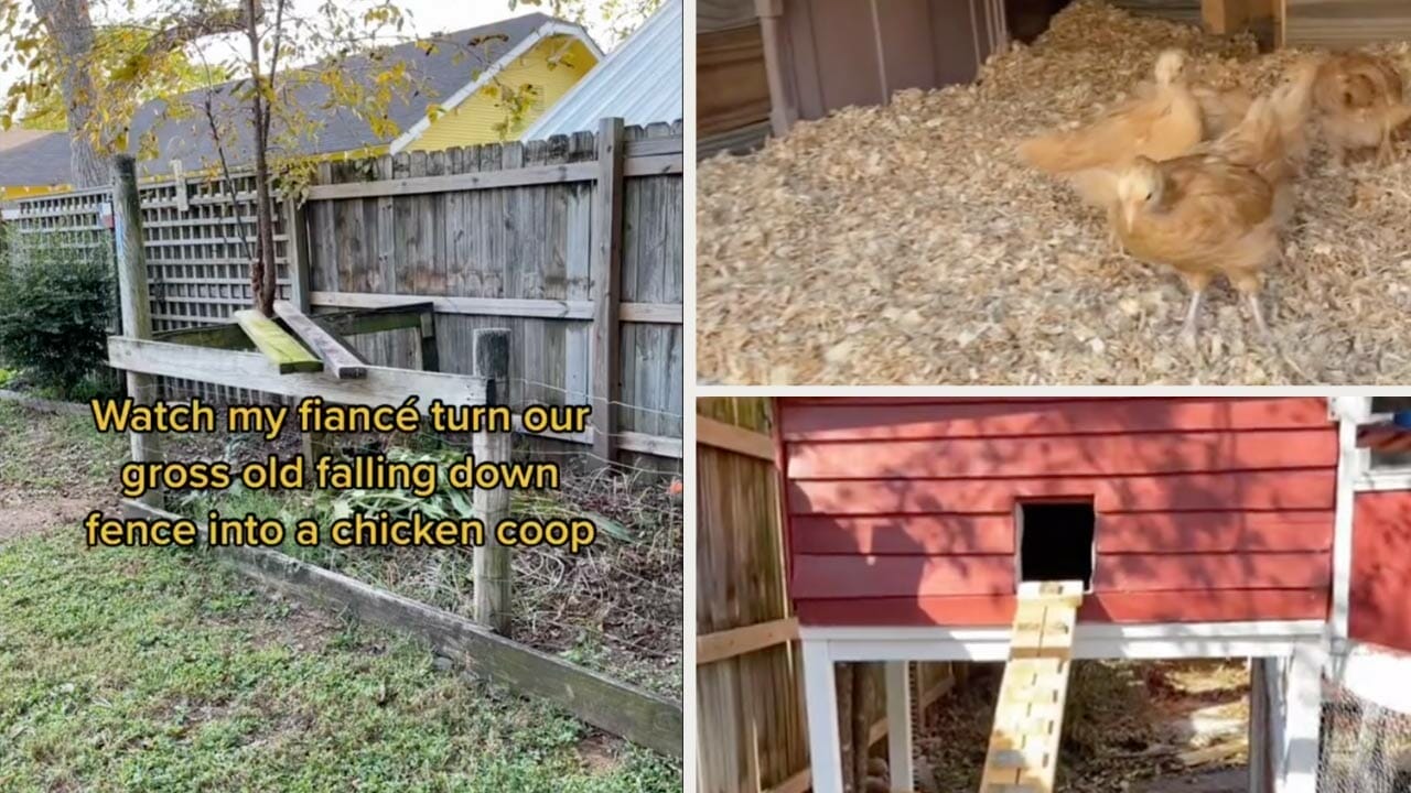 When Life Gives You Leaning Fences Build A Chicken Coop   Diy Cheap Chicken Coop 