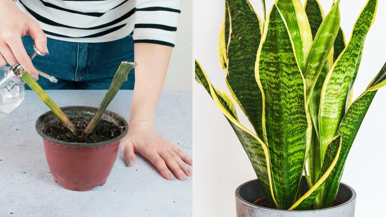 Pro Guide to Snake Plant Root Rot: Fix & Save Your Plant