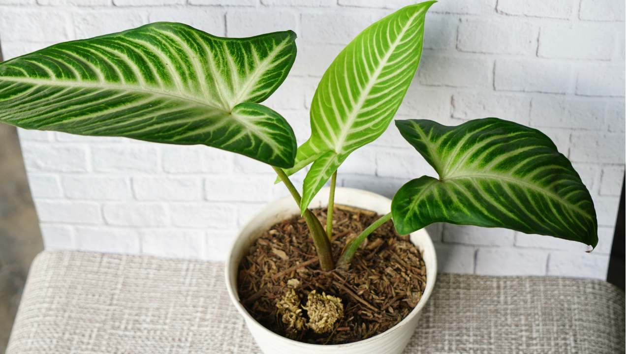 Caladium (Xanthosoma lindenii) Plant Care Guide & Tips