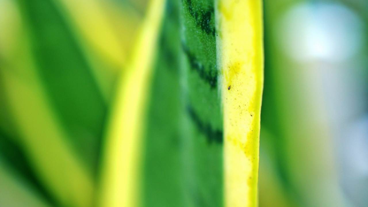 Black Gold Snake Plant leaf closeup