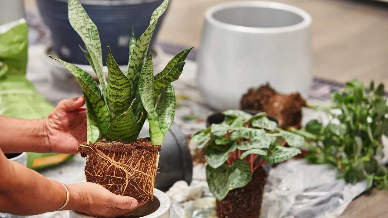 looking for solution of a snake plant not growing