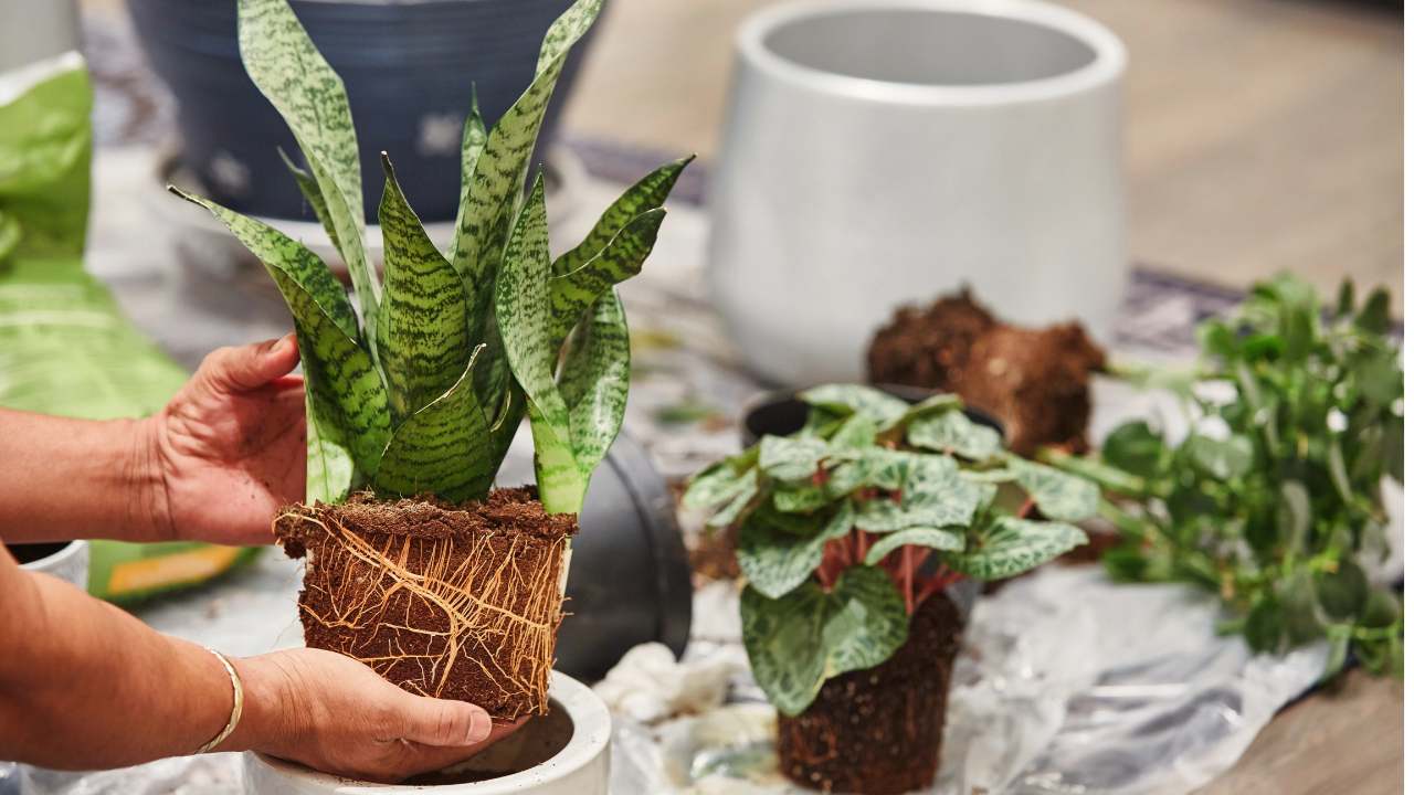 snake plant root bound out of its pot
