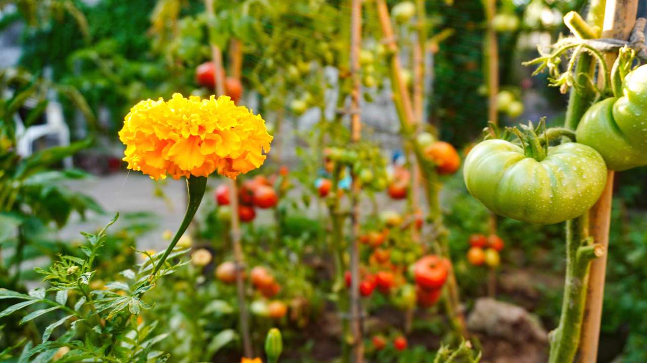 calendula companion planting in garden with tomato plant