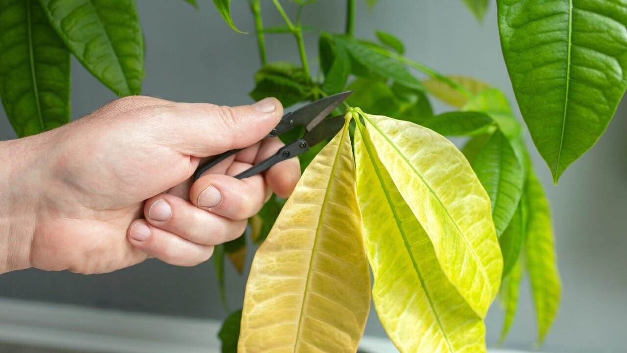 Money plant leaves store turning yellow