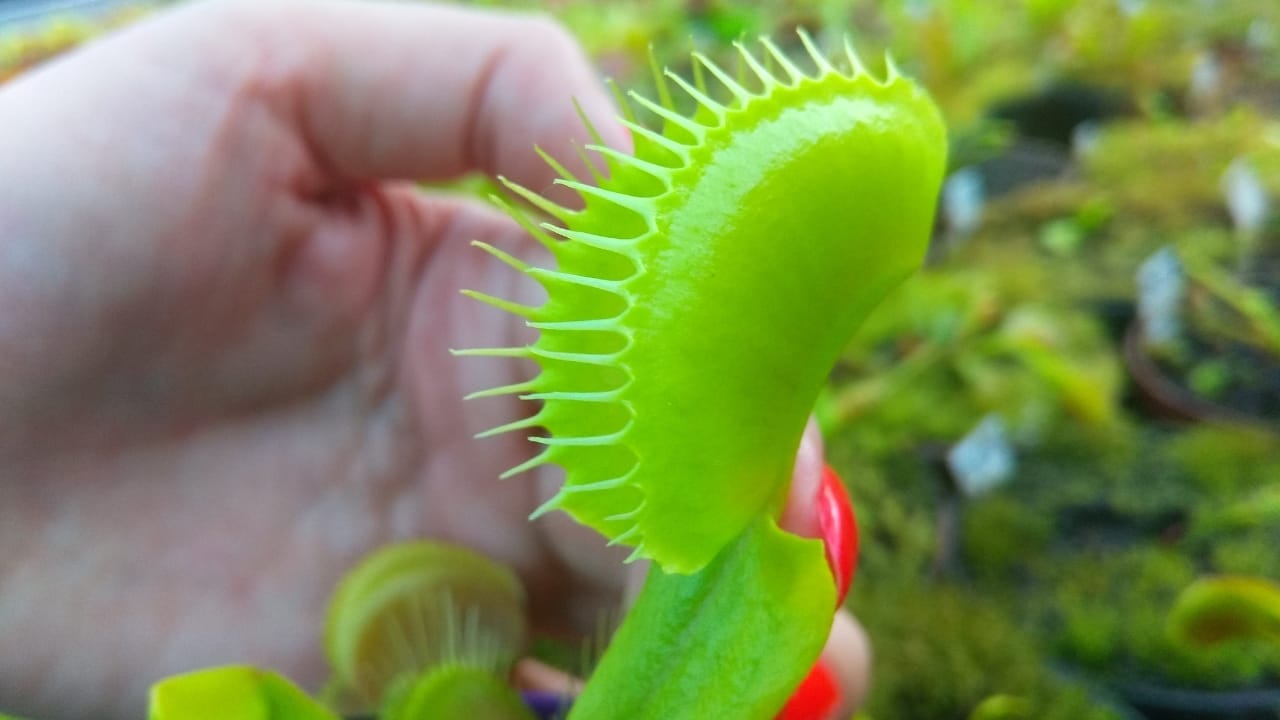 How Big Can A Venus Flytrap Get
