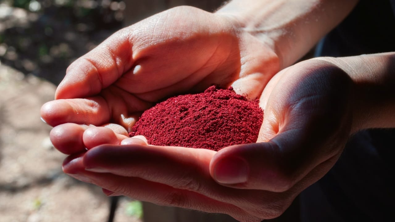 From Cacti to Crisis: The Remarkable Red Dye Made from Bugs