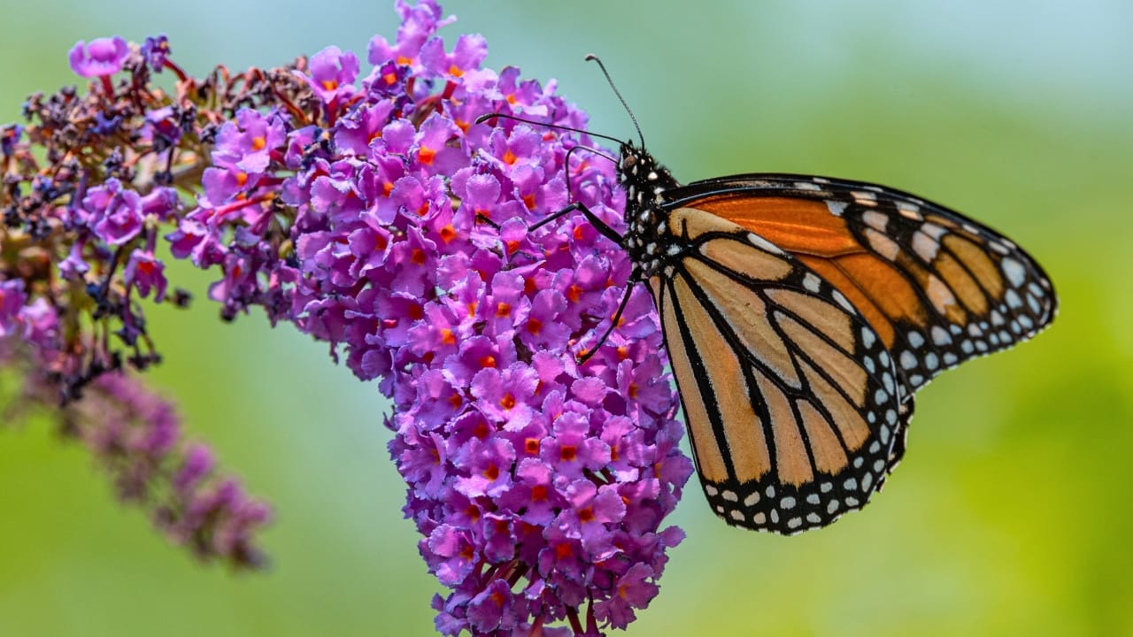 10 Reasons Why You Should Never Plant Butterfly Bush