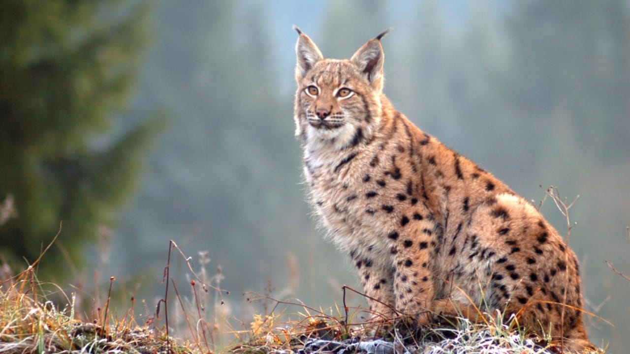 10 States Where Bobcats Are Thriving: Over 200% Increase in U.S. Population