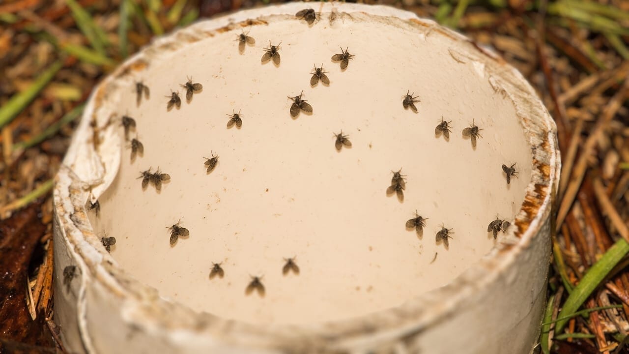 5 Steps to Instantly Get Rid of Drain Flies Permanently