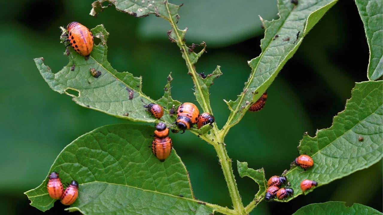 10 Worst Garden Pests & How to Get Rid of Them for Good