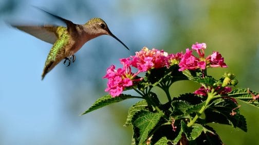 3 Types of Perennial Plants That Are Hummingbird Magnets