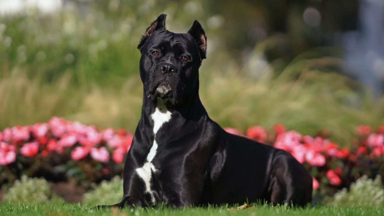 7 Cane Corso Colors That Hold More Meaning Than You Think