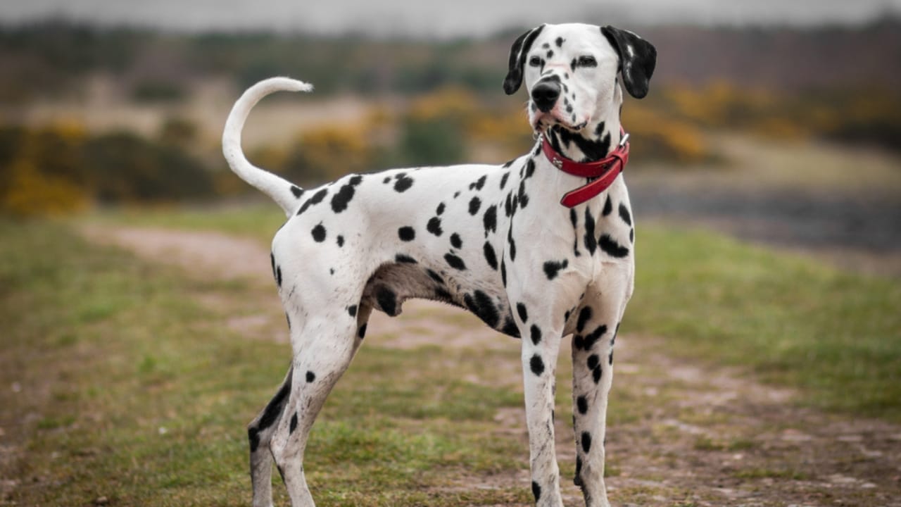 10 Of The World's Most Beautiful Dogs, According to Science