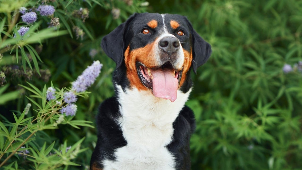 The great deals swiss mountain dog