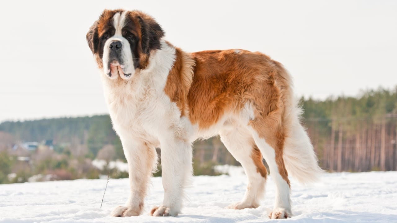 10 Majestic Mountain Dog Breeds You’ll Want in Your Life