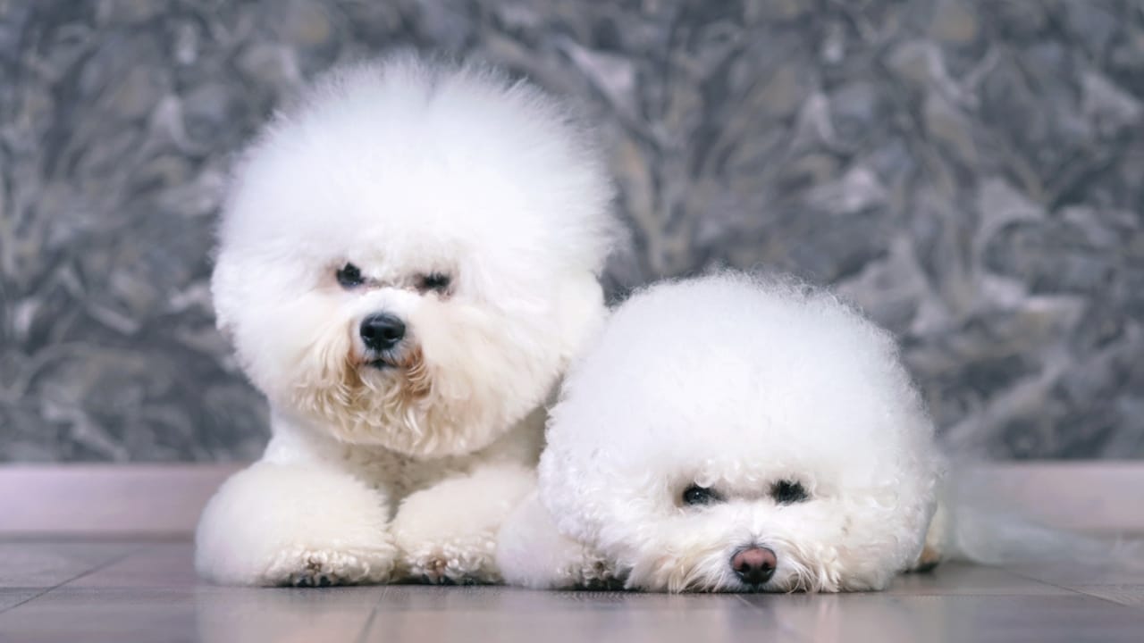 12 Small Fluffy Dog Breeds Ideal for Snuggle Sessions