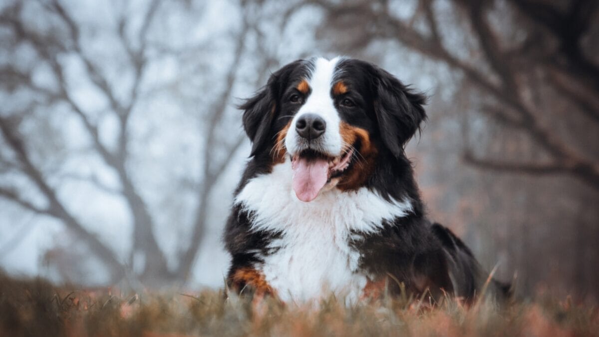 10 Dog Breeds That Don’t Mix Well with Chihuahuas - bernese dog sitting trees ss1235444284