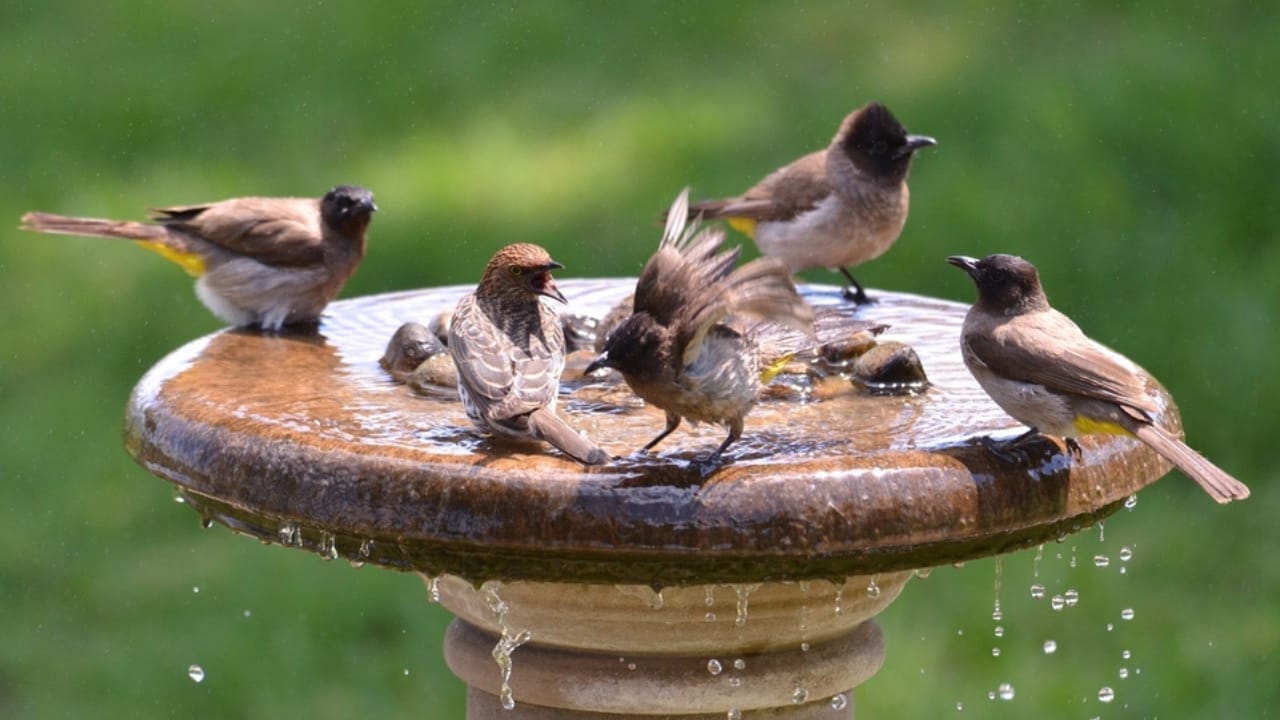 7 Brilliant Tricks to Keep Your Bird Bath AlgaeFree & Inviting