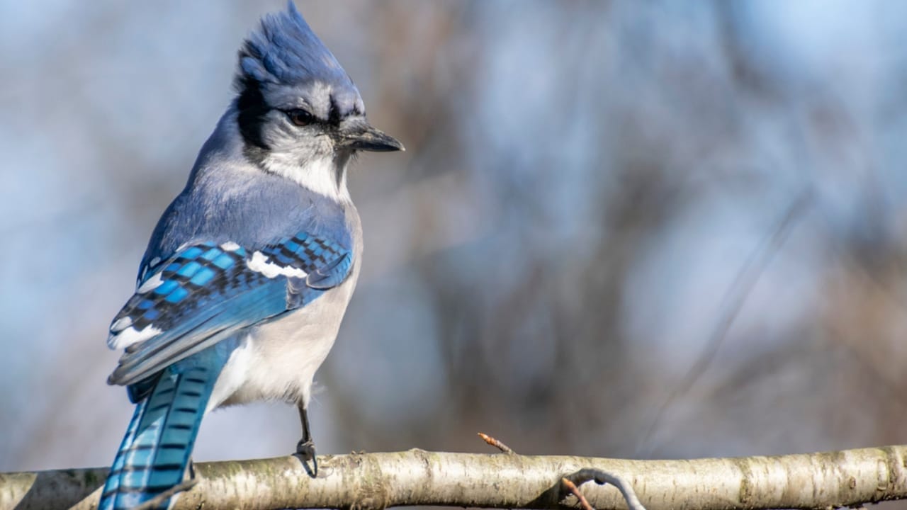 The Symbolism of Blue Jays 6 Different Meanings