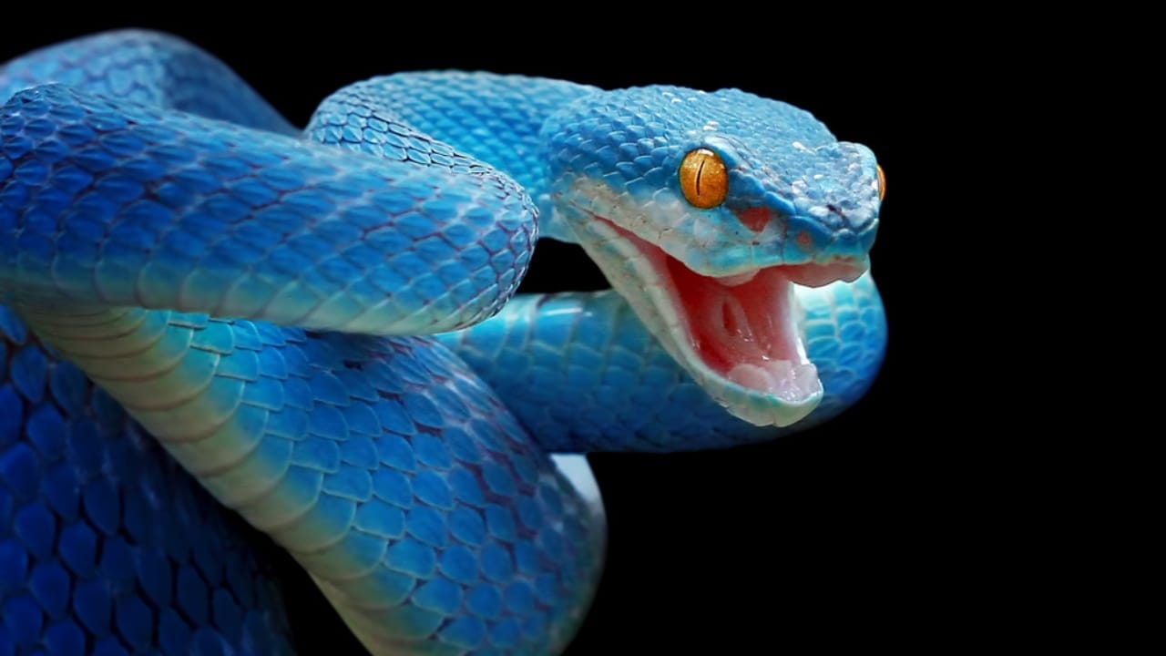 20 of the Most Colorful Snakes You'll Ever See