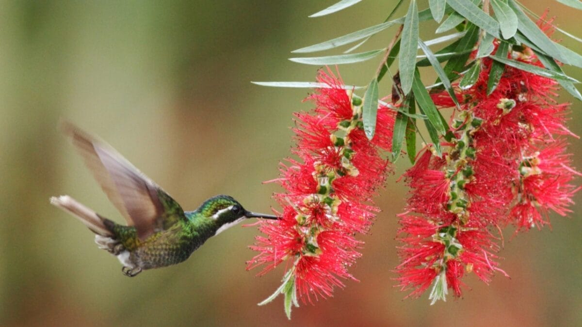 Make Your Garden Irresistible To Hummingbirds With These 5 Tips