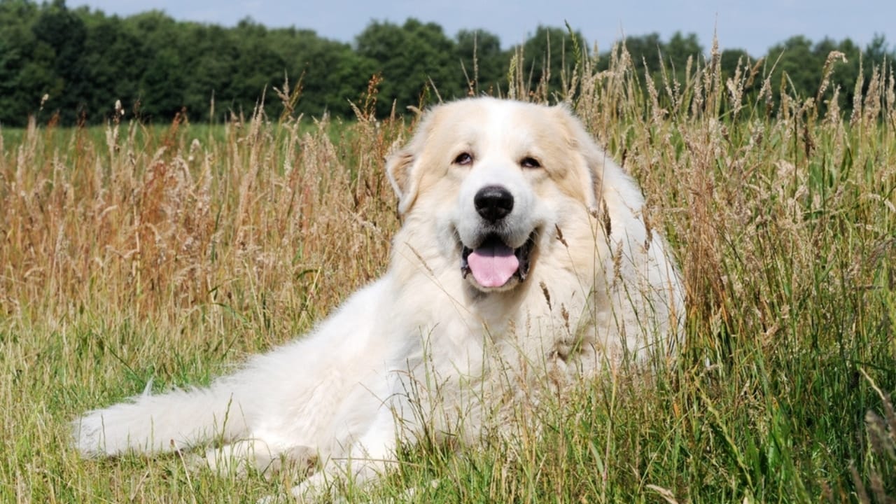 10 Majestic Mountain Dog Breeds You’ll Want in Your Life