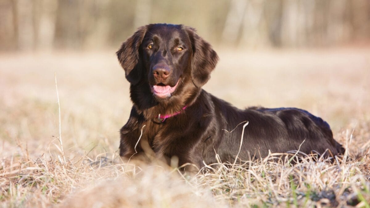 Applegarth flat coated retrievers best sale