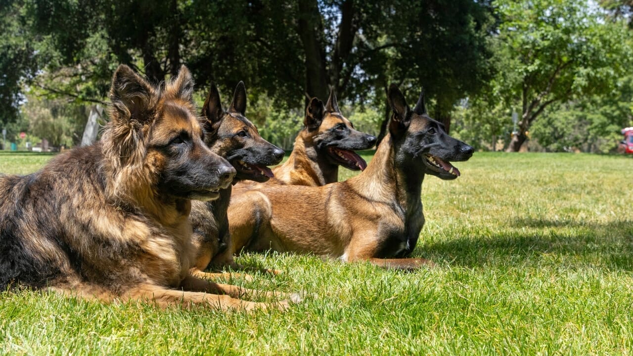 German Dog Commands List