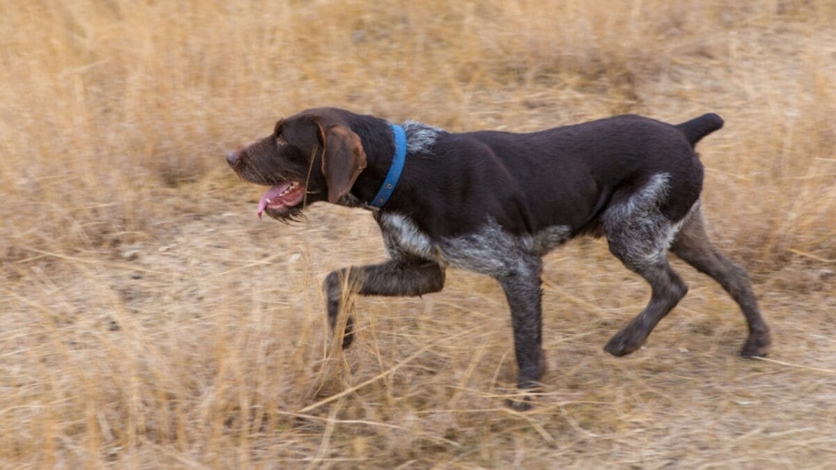 25 Extraordinary Ways to Bond With Your Dog Beyond the Leash - german wirehead pointer dog running ss1239000901