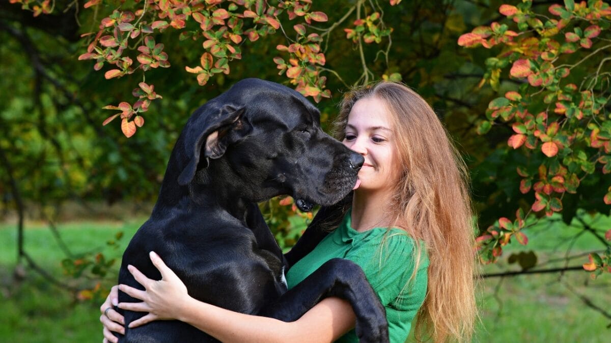 11 Dog Breeds That Drool the Most - great dane hugging a woman ss1840973149