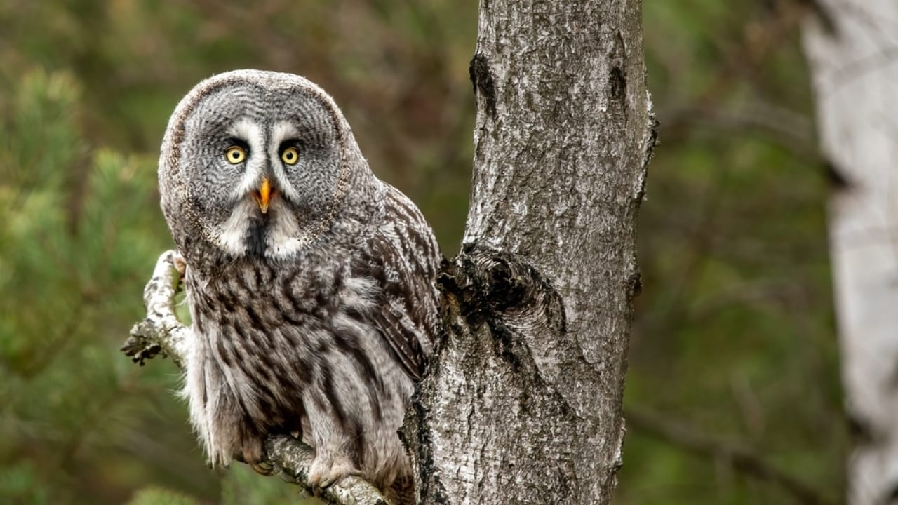 12 Stunning Gray Birds from Around the World