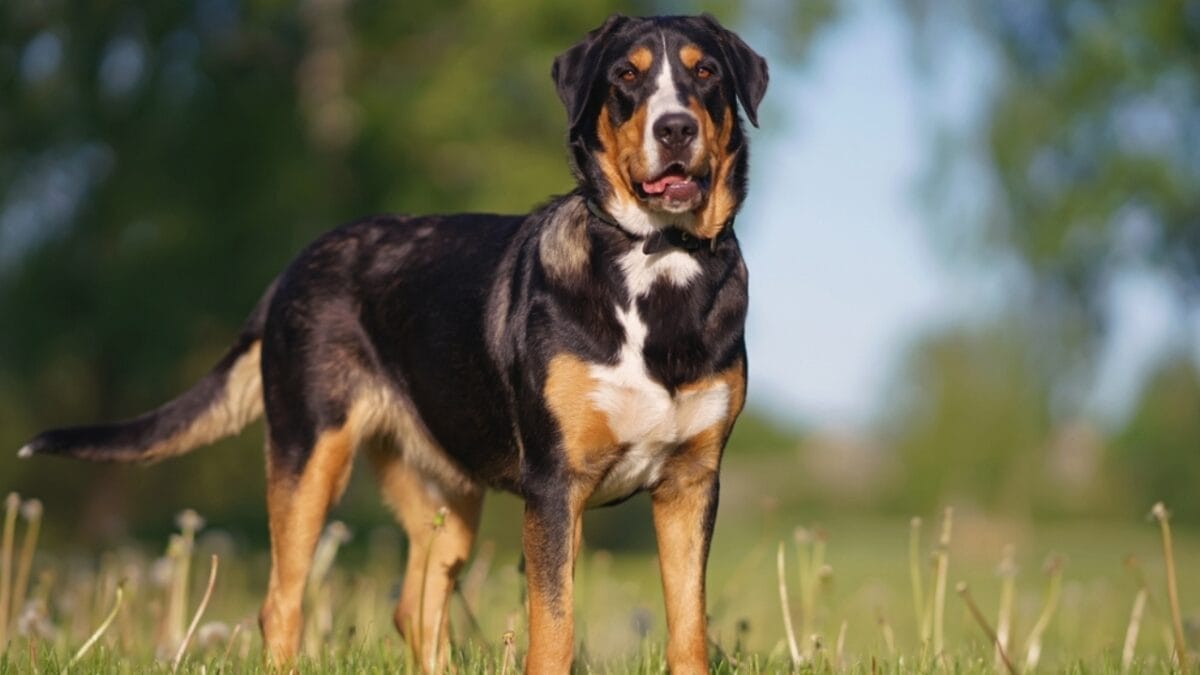 10 Majestic Mountain Dog Breeds You’ll Want in Your Life - greater swiss mountain dog giant ss2320407337