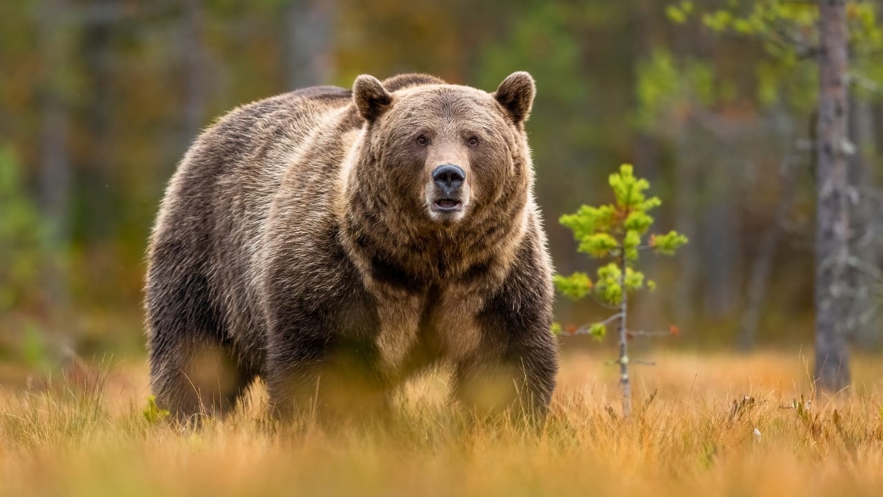 5 States Where Grizzly Bears Roam Free in the U.S.