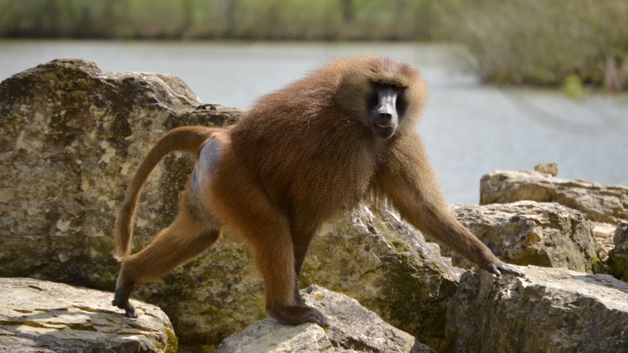 The 10 Largest Monkeys in the World