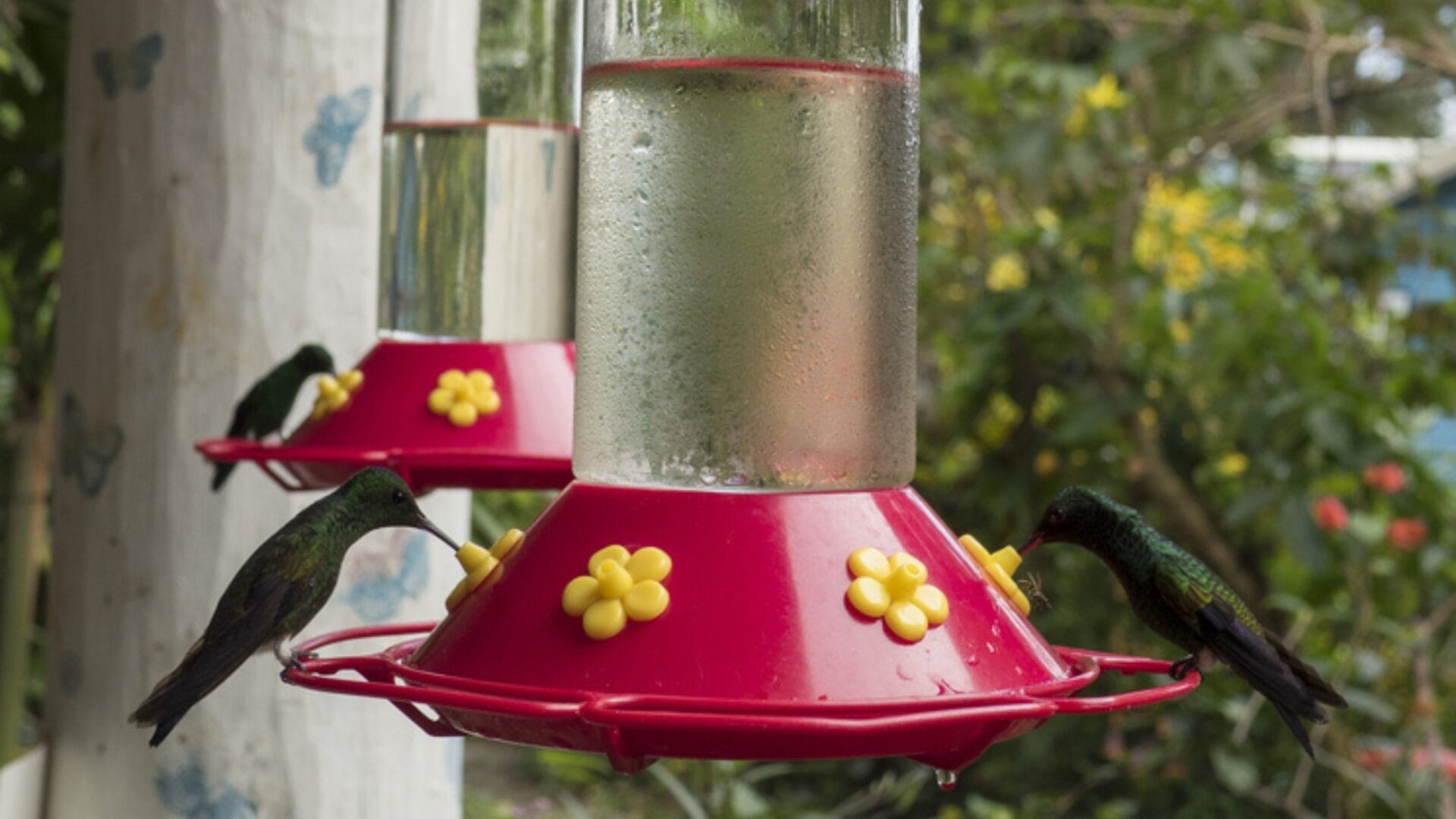 how-long-until-hummingbirds-find-your-feeder-6-factors