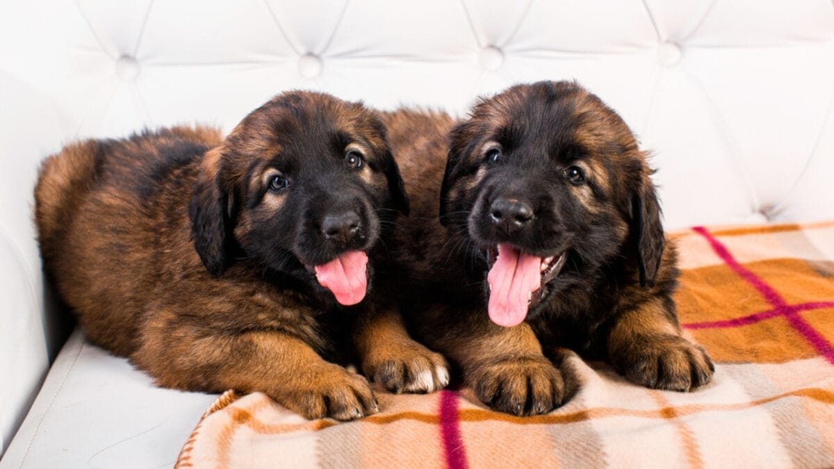 10 Facts About Leonberger Dogs—The 'Lion-Like' Giants Originally Bred to Guard Livestock & Homes - leonberger dog puppy sitting couch ss561107623