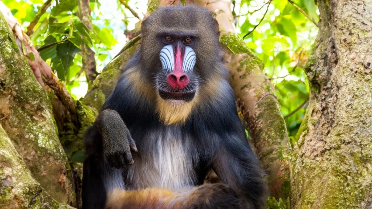 The 10 Largest Monkeys in the World