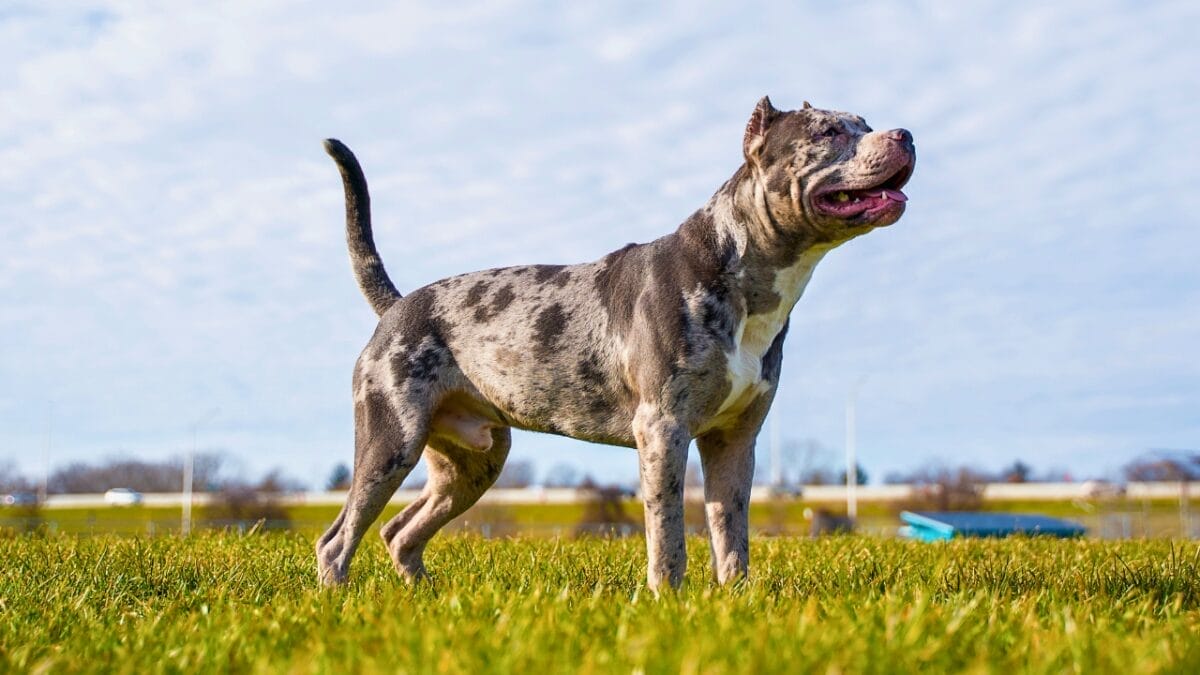 11 Rare Unique Pitbull Colors Most Have Never Seen