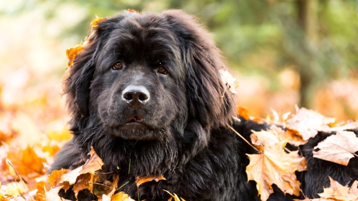 Newfoundland dog biggest best sale