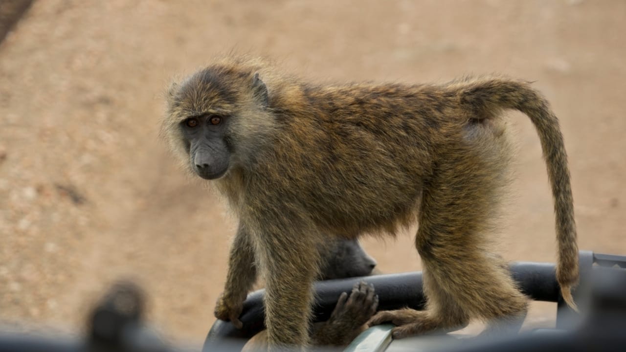 The 10 Largest Monkeys in the World