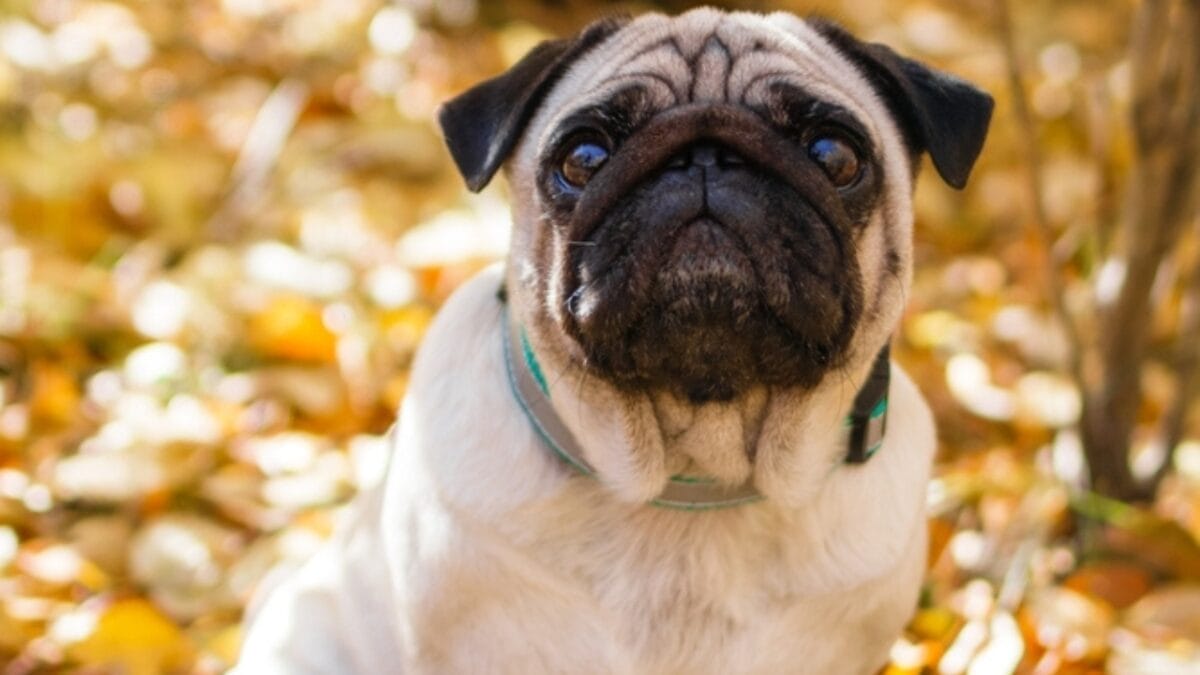 The Price of Those Cute Wrinkly Pug Faces: What to Expect in the U.S. - pug dog sitting autumn leaves ss2424793597