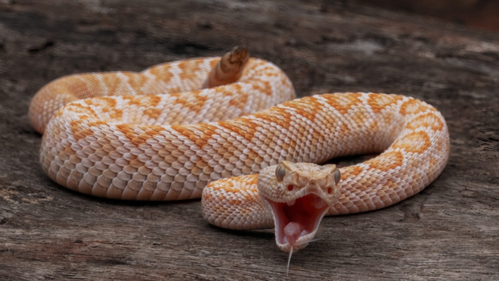 6 Facts About Rattlesnakes Most People Don't Know