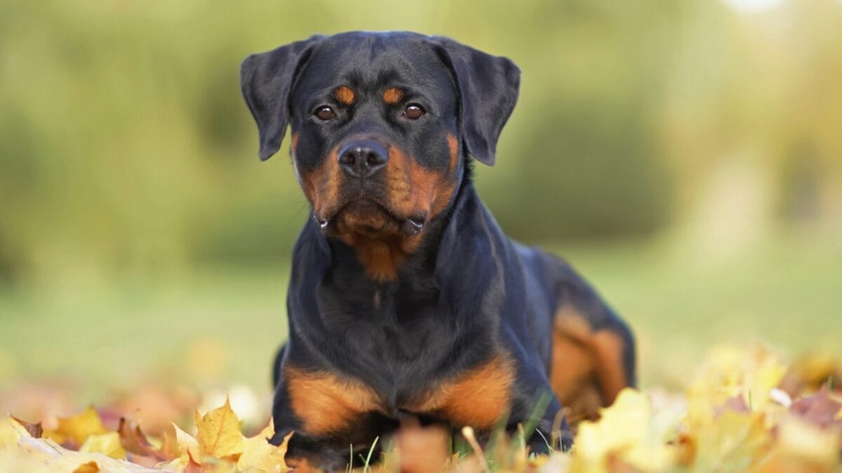 Rottweilers Unleashed: 9 Things That Will Make You Rethink This Misunderstood Breed - rottweiler dog sitting leaves ss1930423829