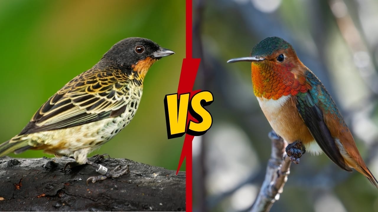 Rufous Vs. Allen Hummingbird: 7 Key Differences To Help You Tell Them Apart