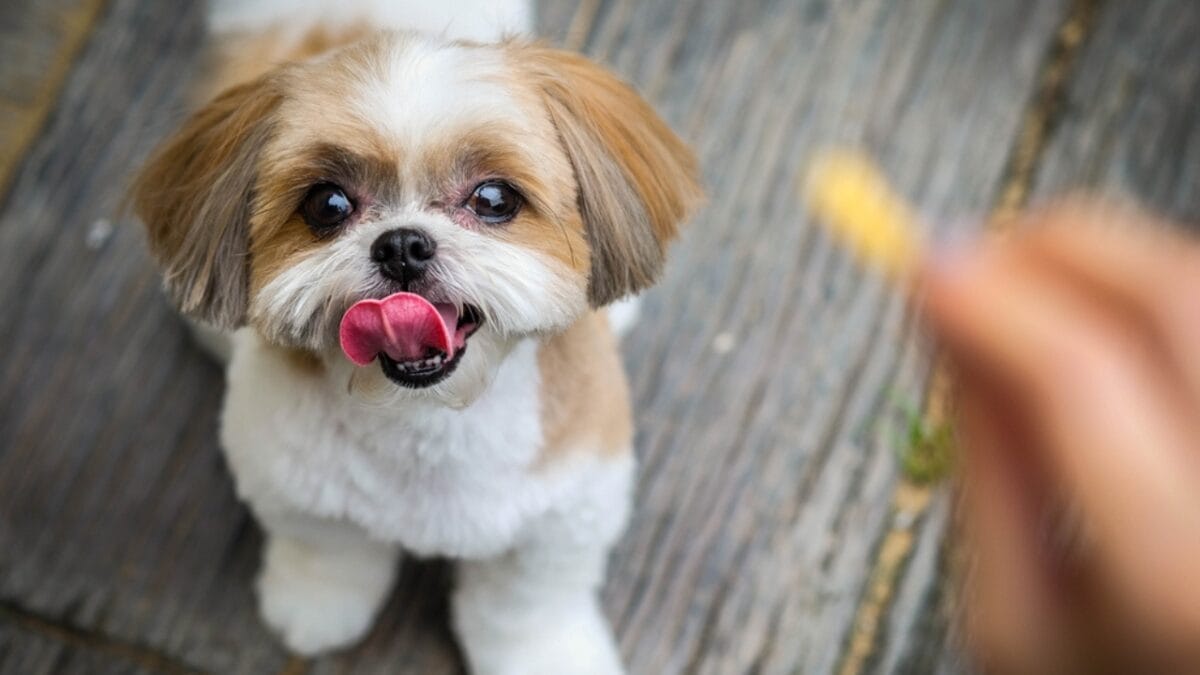 Shih Tzu Puppy Prices by Region: What to Expect Across the US - shih tzu dog is looking snack ss691724566